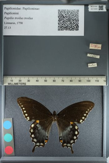 Media type: image;   Entomology 172323